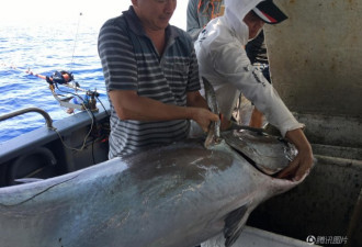 浙江海钓爱好者钓到超大金枪鱼 重达180斤