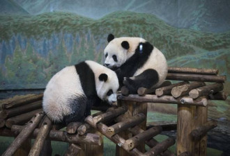 大熊猫即将离开多伦多 租借熊猫项目是赚是赔？