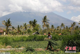 巴厘岛火山警戒升至最高 民众淡定收割庄稼