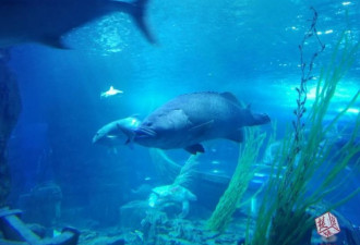 武汉一条巨型石斑鱼一口吞掉一米长鲨鱼