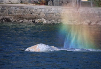 海水升温导致BC 省沿岸不断发现死鲸