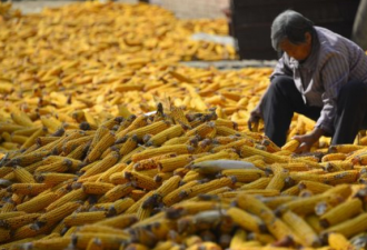 中国对朝鲜粮食出口激增 玉米出口为以前100倍