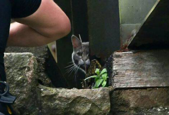 英国消防员花近6000英镑救猫，猫却自己回家了