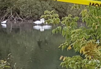 市民爆料：约克区列治文山市的池塘惊现鳄鱼