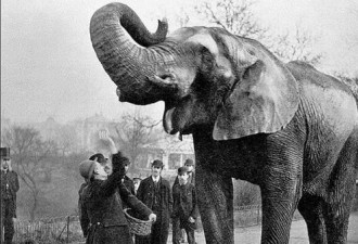 百年前照片：这头被吊死的大象做了什么坏事？