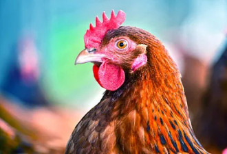 美国养鸡成本激增，中国饲料也扛不住上调报价