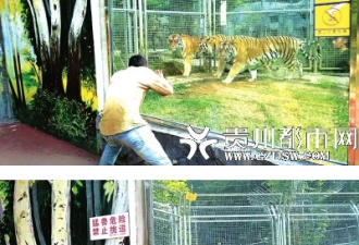 动物园游客逗虎 网友：别忘了老虎伤人事件