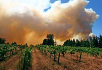 纳帕山火恐影响葡萄酒发酵 产量锐减