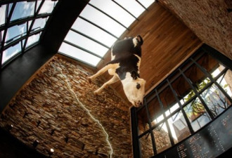 太惊悚！澳洲餐厅倒挂一头死牛 网上炸开锅