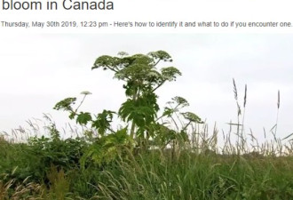 注意！加拿大最毒植物开始绽放！可致烧伤失明