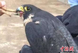 云南一居民家中发现“怪鸟” 原是濒危物种游隼