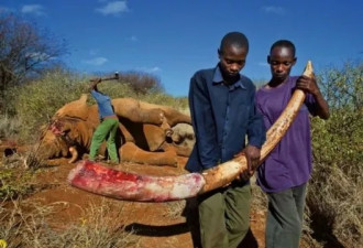 呼吁保护大象时，这国取消了大象狩猎禁令