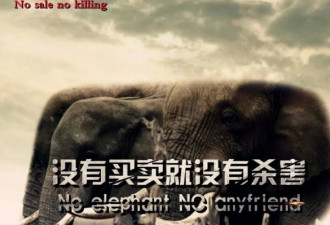 呼吁保护大象时，这国取消了大象狩猎禁令