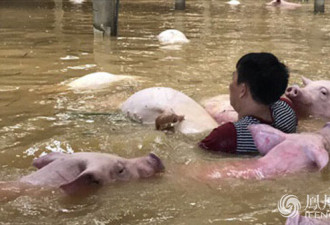 越南洪灾致54死 养猪场被淹一幕