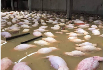 越南洪灾致54死 养猪场被淹一幕