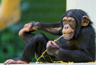 黑猩猩肉在英国竟成奢侈美味？专家警告！