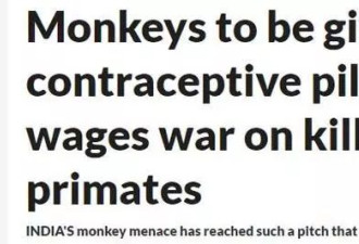印度猴子伤人偷钱，印强制发避孕药为猴子绝育