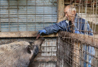 福岛核事故地区野猪横行:肉不能卖 也不能吃
