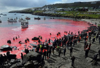 200头鲸鱼40头海豚被残忍屠杀，鲜血染红海水