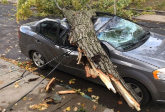 十级狂风横扫多伦多 数万户停电、房屋汽车被砸