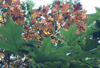 现在去刚好：天气太暖 加拿大枫叶晚红了两周