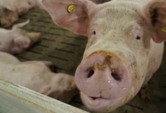 中国严检加拿大猪肉让加拿大猪农担忧
