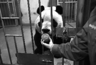 北京动物园为动物们准备专属月饼 能吃的都给做