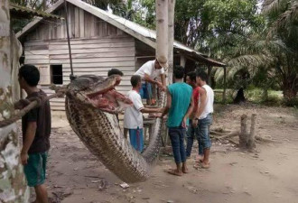 慎入：印尼男子路遇7米巨蟒 上演人蛇大战