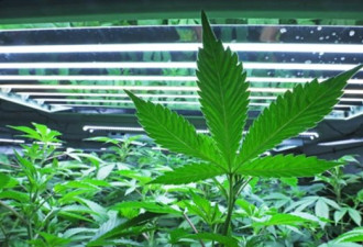政府要征10%税 加拿大大麻种植商说能接受