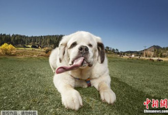 最长舌狗：狗狗舌头长18厘米 创吉尼斯纪录