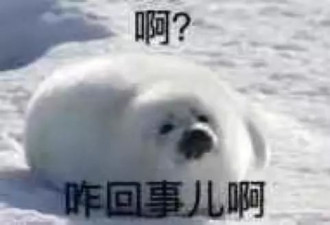 博士生进山电话求救称被熊袭击 百余救援员搜山