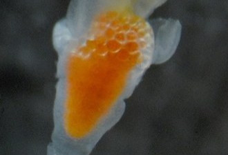 日本发现新品种“冰海精灵” 水中浮动梦幻唯美