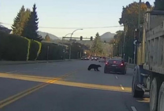 惊悚！大温黑熊猛撞私家车！这才是加拿大…
