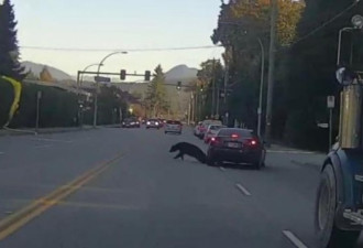 惊悚！大温黑熊猛撞私家车！这才是加拿大…