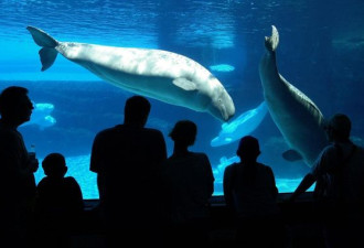 从今告别水族馆 加拿大立法禁止圈养鲸鱼和海豚