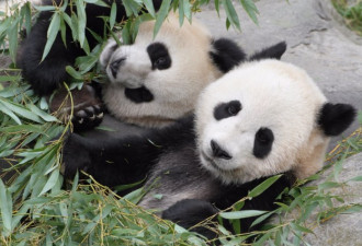 大熊猫双胞胎今天2岁 动物园将为它们庆生