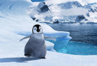 海冰过厚、降雨破纪录 南极数千小企鹅饿死