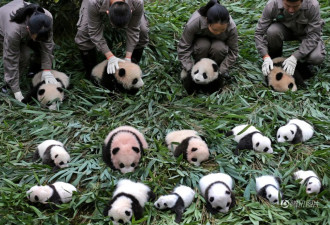 2017新生大熊猫宝宝集体出街 抱大腿不撒手