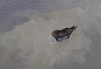 这个视频火了！无人机拍下驼鹿激战饿狼场面