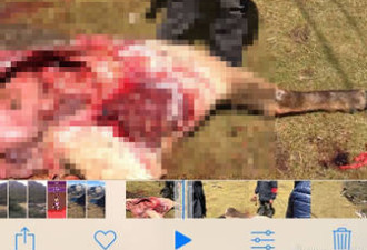 林业局人员割鹿头画面曝光：用于科研
