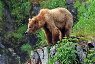 货车在班芙国家公园撞死135公斤的灰熊