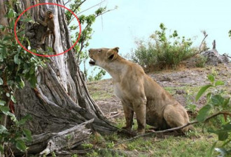 母狮捕杀母狒后发现狒宝宝 接下来的一幕惊讶了