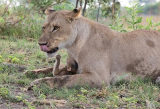 母狮捕杀母狒后发现狒宝宝 接下来的一幕惊讶了