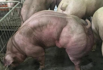 柬埔寨一公司培育变异肌肉猪 这是恶魔