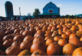 多伦多附近最好玩的十大pumpkin patch