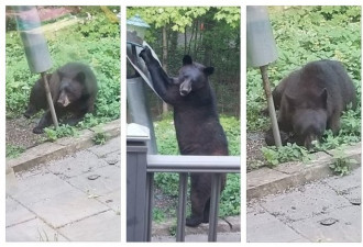 当心!Stouffville民宅后院有黑熊出没 偷吃鸟食