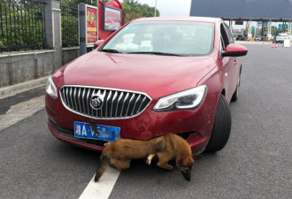 女司机在高速上撞狗后行驶40公里 狗还活着