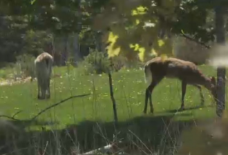 泛滥成灾 加拿大小镇数百只小鹿将被扑杀