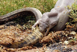 慎入：巨蟒绞杀2米鳄鱼艰难吞下 身体都撑变形
