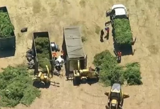 700警察扫荡大麻山，只剩还没听到风声的亚裔